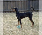 Small #7 Doberman Pinscher