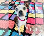 Small Photo #2 Boston Terrier-Italian Greyhound Mix Puppy For Sale in Little Elm, TX, USA
