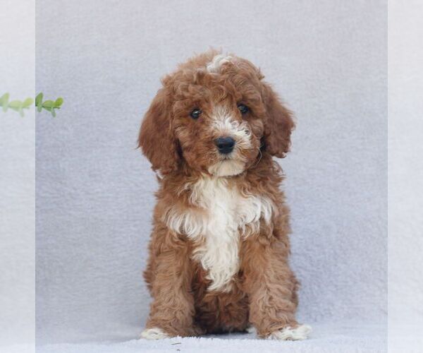 Medium Photo #4 Goldendoodle (Miniature) Puppy For Sale in EPHRATA, PA, USA