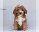 Small #3 Goldendoodle (Miniature)