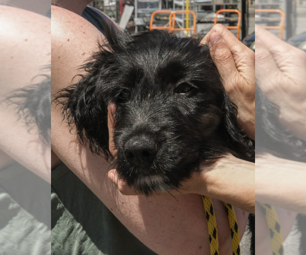 Medium Photo #6 Mutt Puppy For Sale in Brooklyn, NY, USA