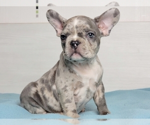 French Bulldog Puppy for sale in BOSTON, MA, USA