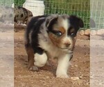 Small Photo #29 Miniature Australian Shepherd Puppy For Sale in WITTMANN, AZ, USA