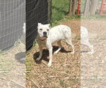 Small #1 Boxer Mix