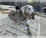 Small #1 Labrador Retriever