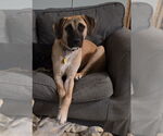 Small Black Mouth Cur Mix