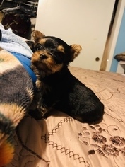 Yorkshire Terrier Puppy for sale in PORTERVILLE, CA, USA