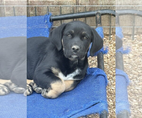 Medium Photo #2 Boxador Puppy For Sale in Bolivar, MO, USA
