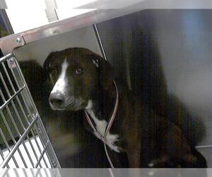 Sheprador Dogs for adoption in Fayetteville, NC, USA