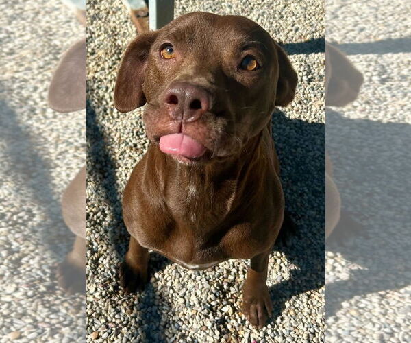 Medium Photo #2 American Pit Bull Terrier-Unknown Mix Puppy For Sale in Jefferson, WI, USA