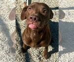 Small #1 American Pit Bull Terrier Mix