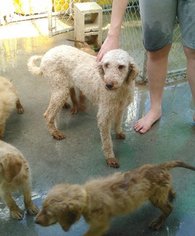 Mother of the Goldendoodle puppies born on 03/23/2016