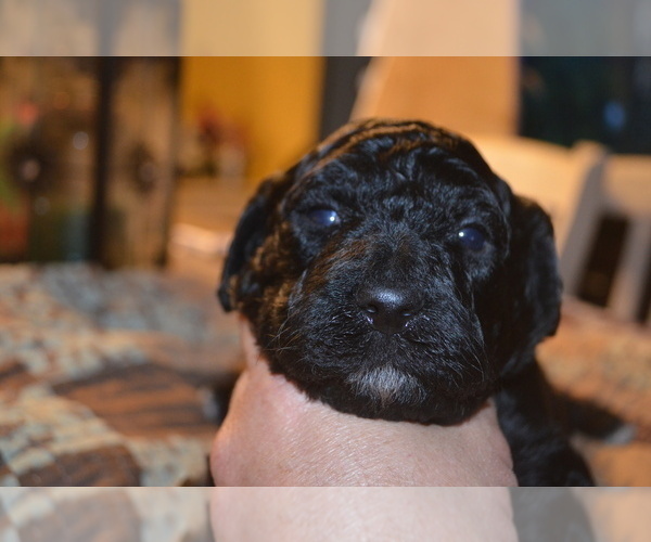 Medium Photo #6 Goldendoodle Puppy For Sale in BYRON, GA, USA