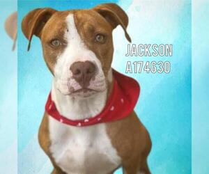 Mutt Dogs for adoption in Tulsa, OK, USA