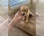 Small Photo #10 Labrador Retriever Puppy For Sale in OAKLEY, CA, USA