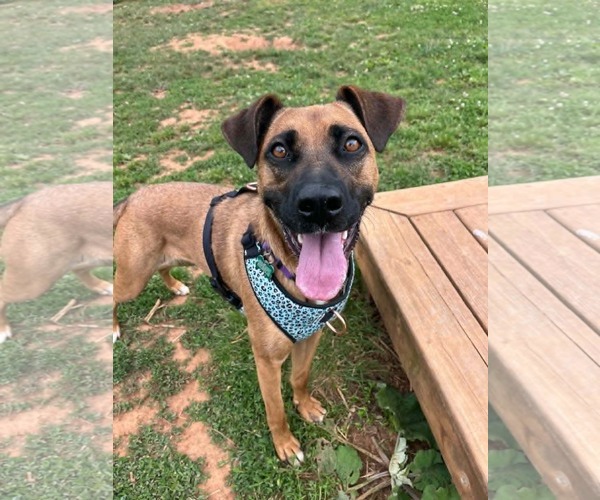 Medium Photo #7 Boxer-German Shepherd Dog Mix Puppy For Sale in Monterey, VA, USA