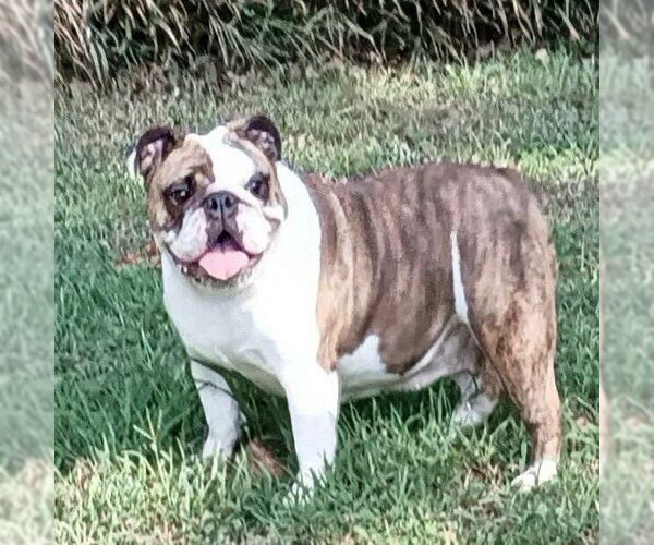 Medium Photo #1 Bulldog Puppy For Sale in Alexander, AR, USA