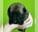 Puppy Astro Belgian Malinois