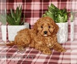 Small #2 Cavapoo