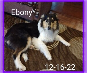 Collie Puppy for sale in KINROSS, IA, USA