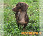 Small Photo #5 Dachshund Puppy For Sale in San Antonio, TX, USA
