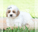 Small Photo #99 Maltipoo (Miniature) Puppy For Sale in WARSAW, IN, USA