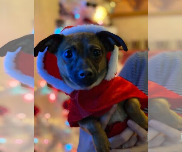 Medium Photo #3 Chihuahua Puppy For Sale in Lewistown, PA, USA
