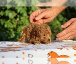 Small #18 Poodle (Toy)
