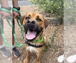 PHILIP - Male Labrottie Dog for Adoption - Small photo