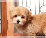 Puppy Paul Maltipoo (Miniature)