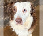 Small Australian Shepherd