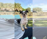 Small #2 Shih Tzu