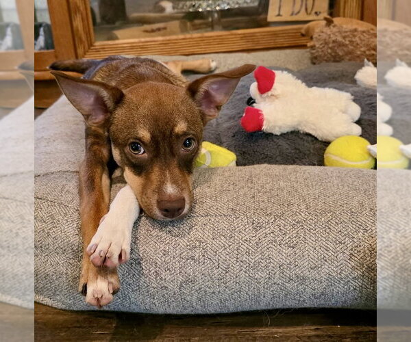 Medium Photo #2 American Rat Pinscher Puppy For Sale in Batavia, OH, USA