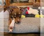 Small #1 American Rat Pinscher