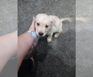 Labrador Retriever Puppy for sale in CENTREVILLE, MI, USA