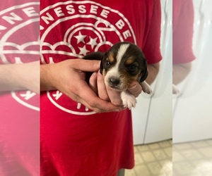 Beagle Puppy for sale in KNOXVILLE, TN, USA