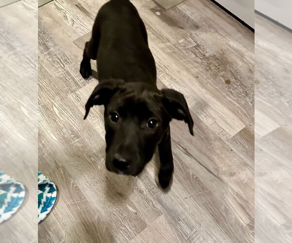 Medium Photo #4 Mutt Puppy For Sale in Boston, MA, USA