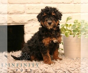 Bernedoodle (Miniature) Puppy for sale in NARVON, PA, USA