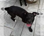 Small #3 Labrador Retriever Mix