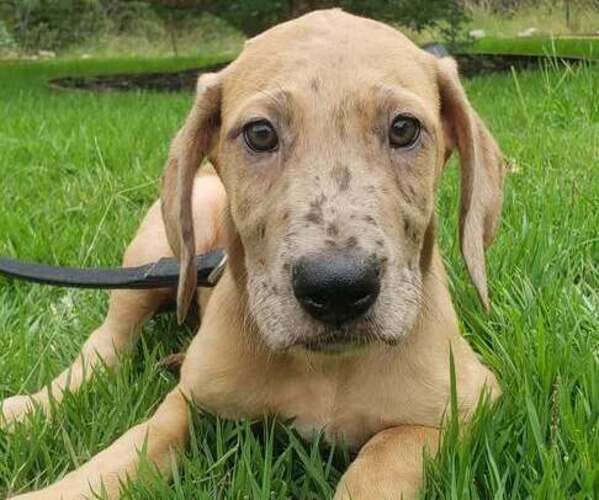 Medium Photo #6 Great Dane Puppy For Sale in SCHERTZ, TX, USA