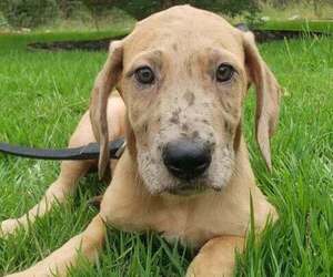 Medium Great Dane