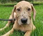 Puppy Puppy 7 Great Dane