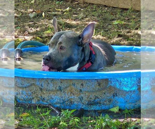 Medium Photo #33 Mutt Puppy For Sale in Mount Laurel, NJ, USA