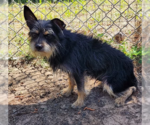 Small #2 Mutt