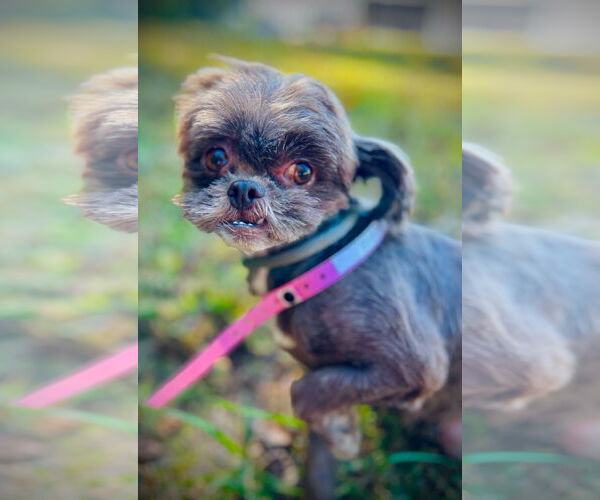 Medium Photo #1 Shih Tzu-Unknown Mix Puppy For Sale in Pacolet, SC, USA