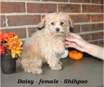 Small #2 ShihPoo