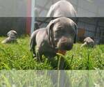 Small Photo #13 Weimaraner Puppy For Sale in SOCIAL CIRCLE, GA, USA