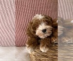 Small Photo #4 Goldendoodle (Miniature) Puppy For Sale in GILBERT, AZ, USA