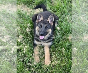 German Shepherd Dog Dog for Adoption in BEECH GROVE, Indiana USA
