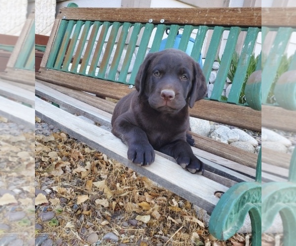 Medium Photo #1 Labrador Retriever Puppy For Sale in SANTA CLARITA, CA, USA